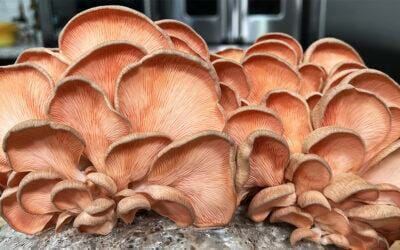 An Amazing Mushroom Risotto